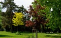 ÃÂ height of over 20 m. The tree has a dense, large, more rounded. The leaves unfurl brown red and turn da Royalty Free Stock Photo